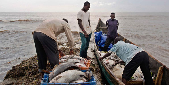 Gambia declares 'war' on illegal fishing - Africa Feeds