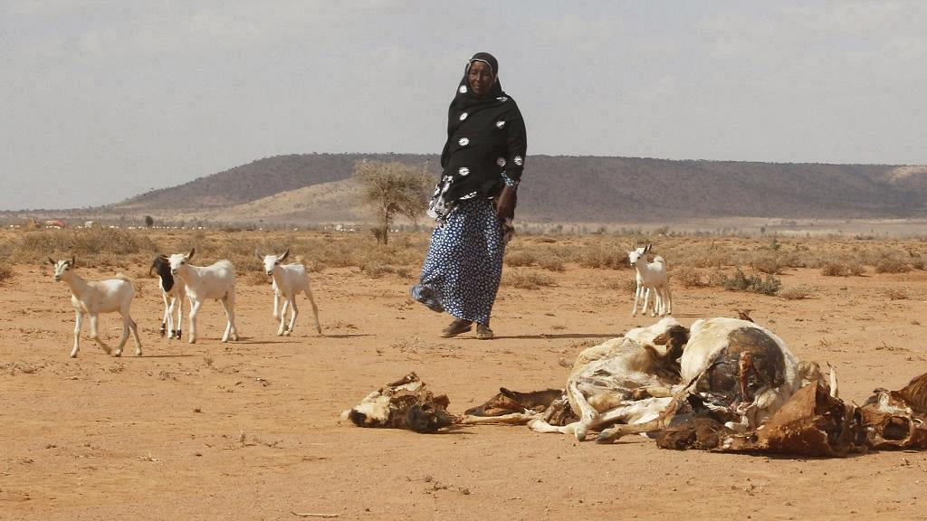 President of Somalia appeals for food aid to avert famine - Africa Feeds