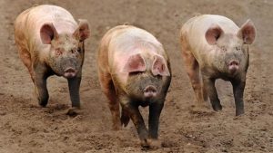 African Swine Fever