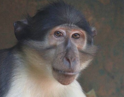 Ghana discovers new breed of Monkey - Africa Feeds