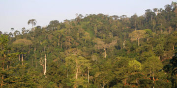 Atewa forest Ghana