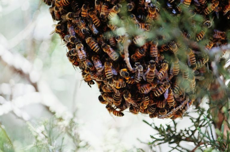 Italian bee keeper killed in a bee attack in Ghana