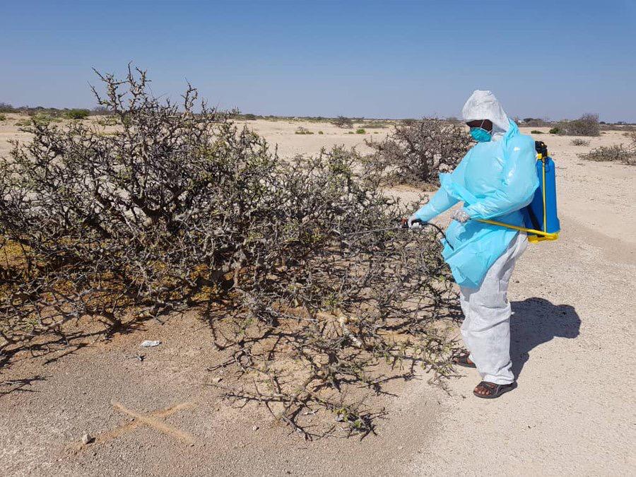 Somalia Locusts invasion