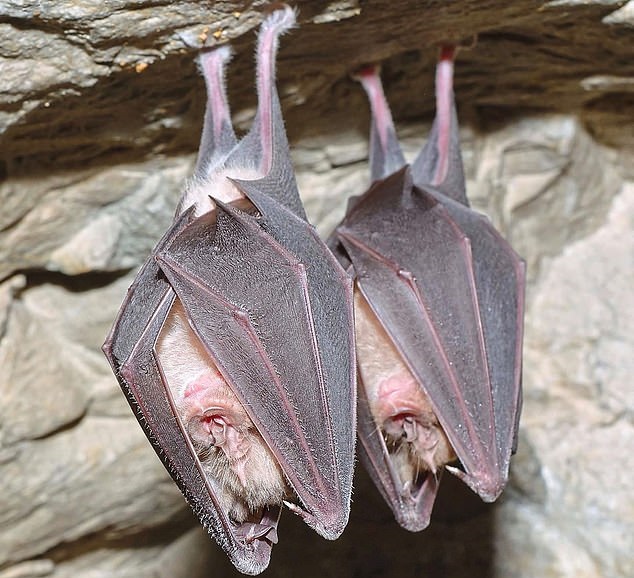 Bats and coronavirus