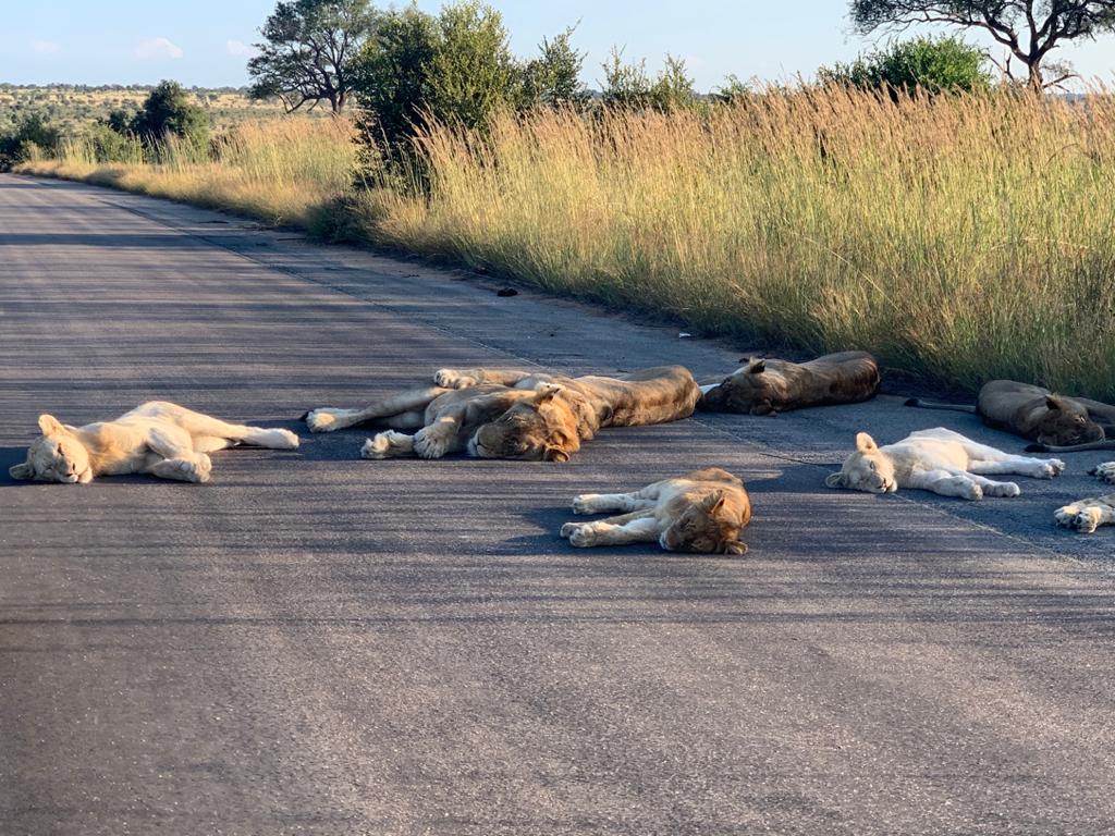 Lions nap on road