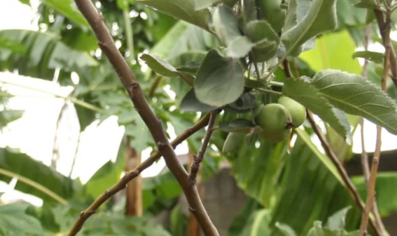 african fruit trees