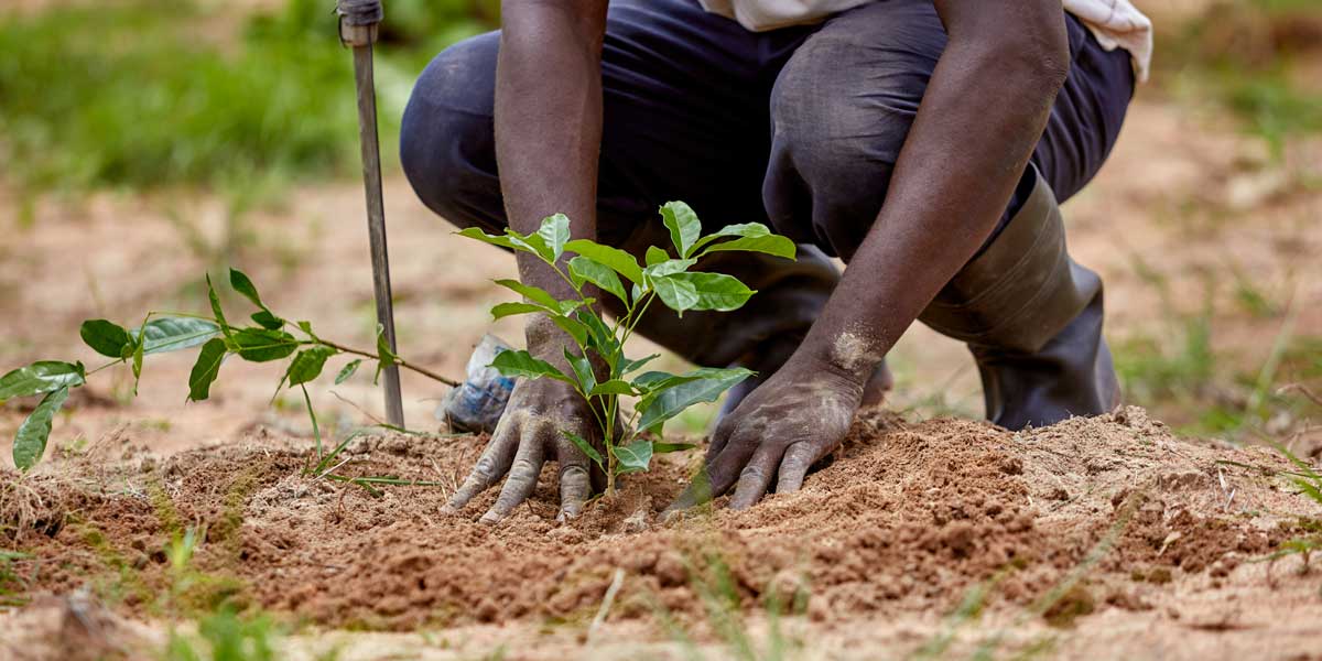 Planting 50 billion trees across Africa for wealth creation - Africa Feeds