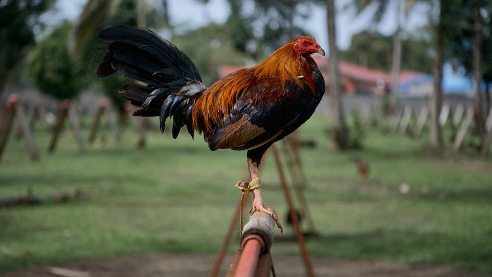 Cockfight in India