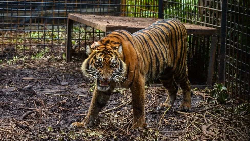 Tigers escape in Zoo