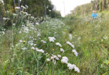 Wild plant kills people in Mozambique