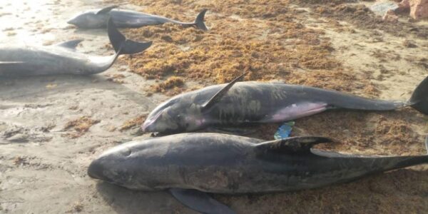 Dolphins washed ashore in Ghana