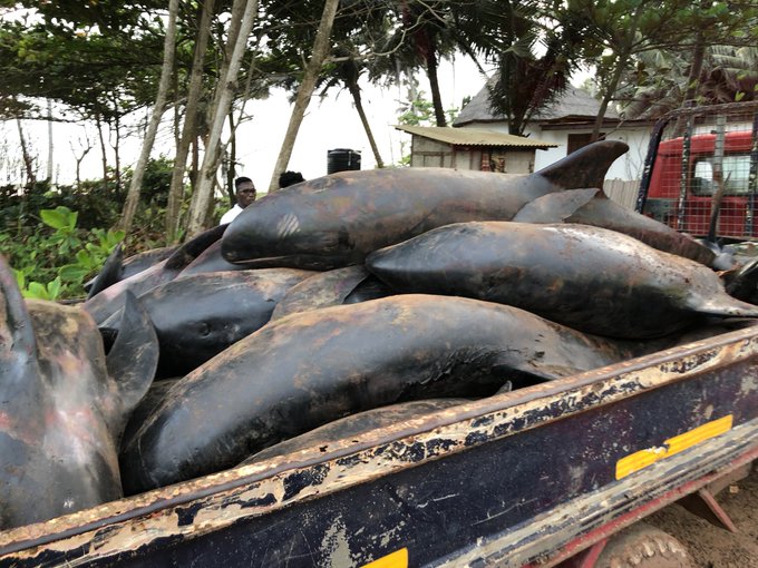 Dead dolphins and fishes washed ashore in Ghana - TheAfricanDream