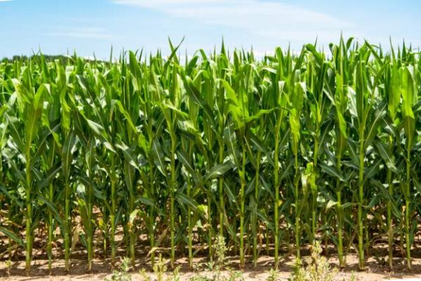 Kenya gives green light for cultivation of GM crops - Africa Feeds