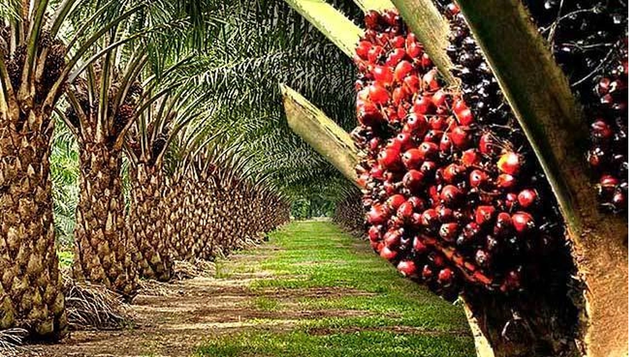 Africa Palm Oil Initiative